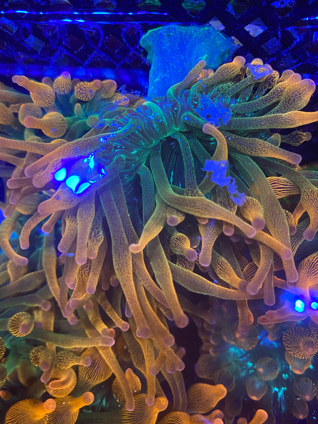 Mother rainbow anemone